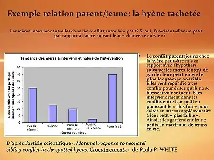 exemple conflit parent-jeune chez la hyène