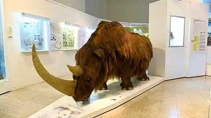 Reconstitution d'un rhinocéros laineux.