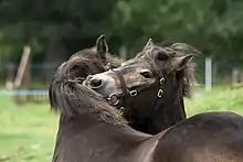 Têtes de deux poneys qui se grattent mutuellement
