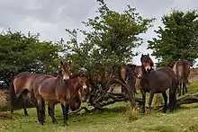 Groupe de poneys tous de la même couleur dans les tons marron, noirs, et au bout de nez crème