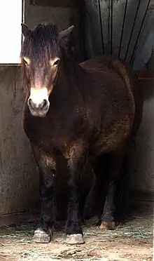 Photo d'un cheval brun vue de face dans son box