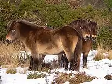 Photo de trois chevaux au pelage brun sur un terrain enneigé
