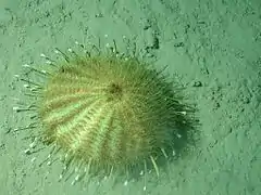 Oursin doré (Tromikosoma sp.), à 3 000 m de profondeur en Californie.