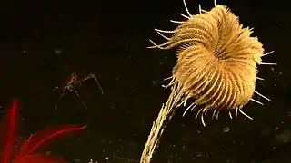 Un crinoïde fixe