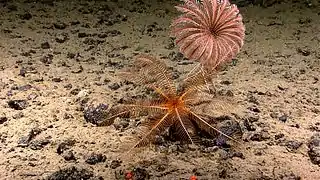 Un crinoïde et une comatule à grande profondeur.