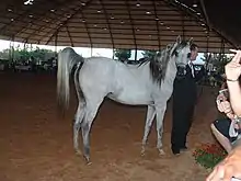 Cheval à robe blanche tenu par la bride par un homme en costume.