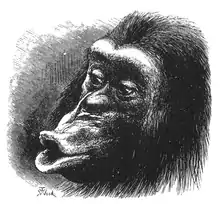 Gravure représentant un « chimpanzé déçu » de face, .