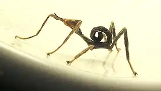 Jeune spécimen mimétique avec une fourmi.