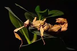 Extatosoma tiaratum - femelle.