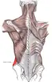 Vue postérieure des muscles joignant leur extrémité supérieure à la colonne vertébrale. Vue postérieur du muscle oblique externe de l'abdomen étiquetée.