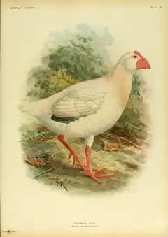 Description de l'image Extinctbirds1907 P33 Notornis alba0357.png.