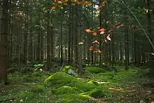 Forêt de conifères sur l'île de Mattön, au nord-est du parc