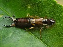 Photographie en couleurs d'un insecte allongé dont l'abdomen se termine par deux pinces formant chacune un demi-cercle tourné vers l'intérieur.