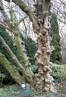 Ficus carica (figuier) du square.