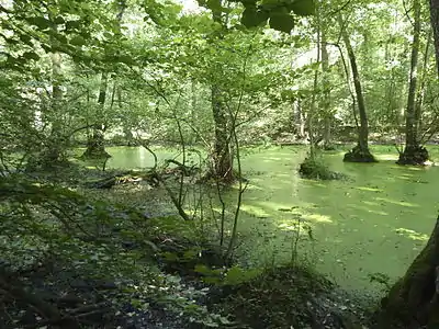 Rohsee, bras mort de Main dans la Frankfurter Stadtwald. Aulnes noirs et la petite lentille d'eau (surface de l'eau verte).