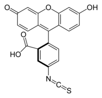 Image illustrative de l’article Isothiocyanate de fluorescéine