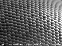 image MEB d'un œil de mouche avec un grossissement x 450.