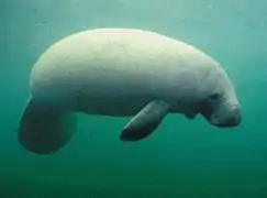 Lamantin, dugong
