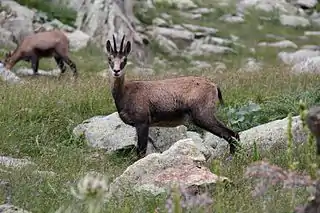 Chamois à la Madone de Fenestre.