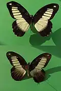 Papilio plagiatus (mâles, avers en haut et revers en bas)