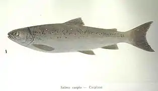 Salmo carpio