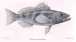 Serranus sanctaehelenae