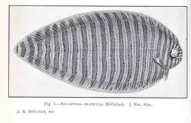 Zebrias craticula