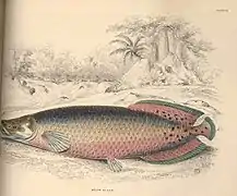 Sudis gigas (synonyme de Arapaima gigas). Planche zoologique de 1852