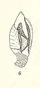 Gymnoscalpellum larvale