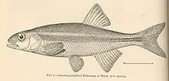 Description de l'image FMIB 39776 Leuciscus siuslawi Evermann & Meek, new species.jpeg.