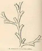 Symplectoscyphus tricuspidatus