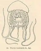 Catablema vesicarium (Pandeidae)