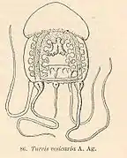 Catablema vesicarium