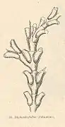 Diplasia fallax