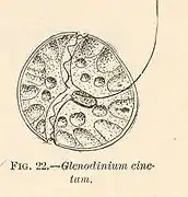 Glenodinium cinctum (Glenodiniopsidaceae).