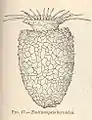 Tintinnopsis beroidea (Codonellidae)