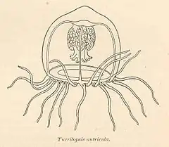 Turritopsis nutricula (Oceanidae)