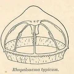 Rhopalonema typicum