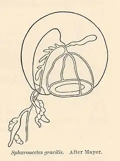 Sphaeronectes koellikeri (Sphaeronectidae)