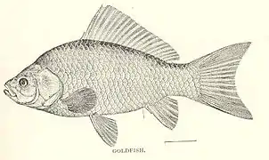 Poisson-rouge, planche de 1902