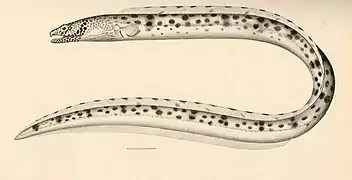Ophichthus fowleri