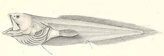Saccogaster maculata.