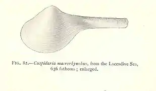 Cuspidaria macrorhynchus (Cuspidariidae)