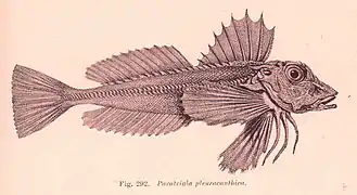 Lepidotrigla pleuracanthica