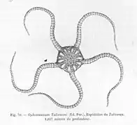 Ophiomusium talismani