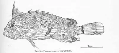 Acanthosphex leurynnis
