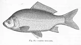 Dessin de « Carpio kollarii » dans The fresh-water fishes of Europe: A history of their genera, species, structure, habits, and distribution de Harry Govier Seeley (1886).