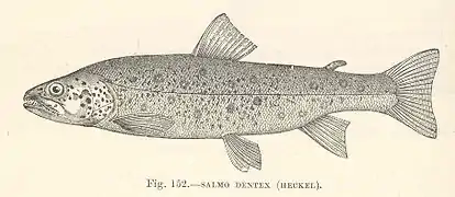 Salmo dentex