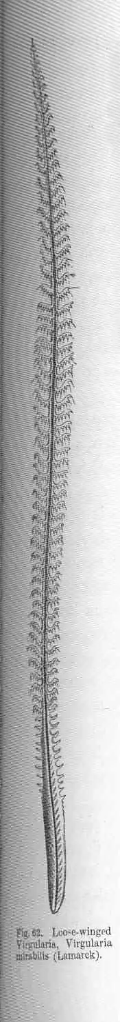 Description de l'image FMIB 50070 Loose-winged Virgularia, Virgularia mirabilis (Lamarck).jpeg.