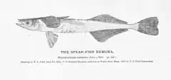 Description de l'image FMIB 51046 Spear-Fish Remora.jpeg.